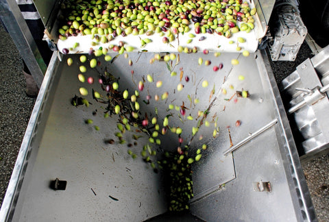 Ein Bild von Oliven, die in die Olivenpresse fallen, zeigt den faszinierenden Prozess der Herstellung von hochwertigem Olivenöl direkt aus frischen Oliven.